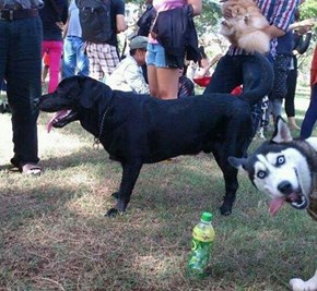 Classic: Huskybomb