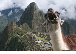 Machu Picchu Llama Photobomb 