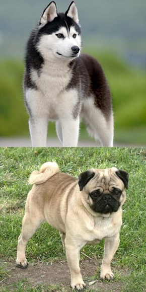 Goggie ob teh Week FACE OFF: Siberian Husky vs. Pug 