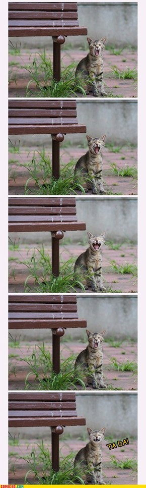 The Yawn