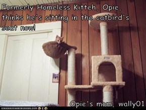 Formerly Homeless Kitteh, Opie, thinks he's sitting in the catbird's seat now!  Opie's mom, wally01