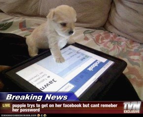 Breaking News - puppie trys to get on her facebook but cant remeber her password