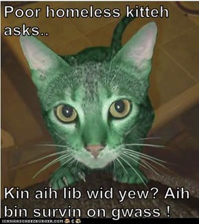 Poor homeless kitteh asks..  Kin aih lib wid yew? Aih bin survin on gwass !