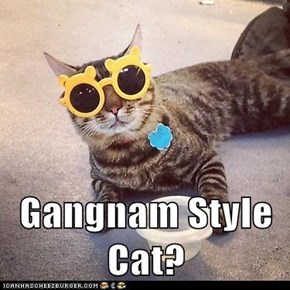 Gangnam Style Cat?