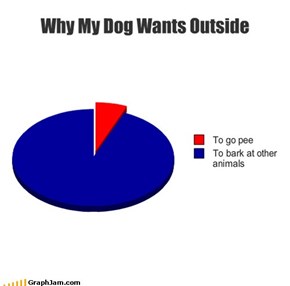 Why My Dog Wants Outside