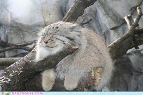 Pallas Cat Hanging Around