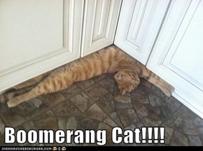 Boomerang Cat!!!!