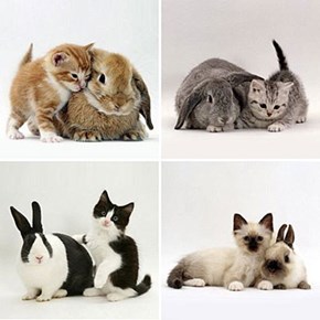 Matching Kittens and Bunnies 