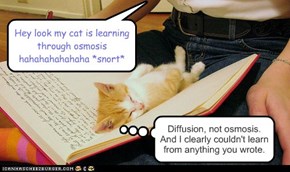 Hey look my cat is learning through osmosis hahahahahahaha *snort*