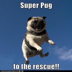 Super Pug  to the rescue!!