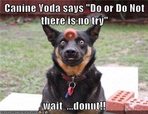 Canine Yoda says "Do or Do Not there is no try"  wait  ...donut!!