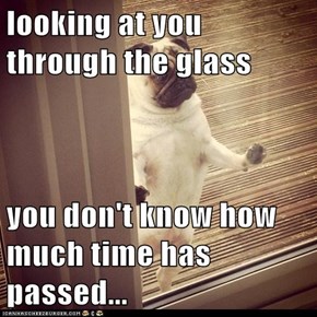 looking at you through the glass  you don't know how much time has passed...