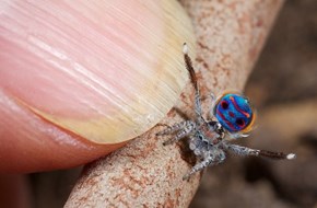 The Peacock Spider