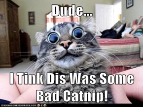 Dude...  I Tink Dis Was Some Bad Catnip!