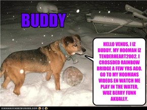 HELLO VENUS, I IZ BUDDY. MY HOOMAN IZ TENDERHEART2002. I CROSSDED RAINBOW BRIDGE A FEW YRS AGO. GO TO MY HOOMANS VIDEOS EN WATCH ME PLAY IN THE WATER, WUZ BERRY FUNN AKUALLY.
