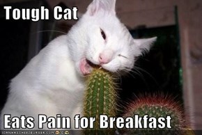 Tough Cat  Eats Pain for Breakfast