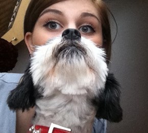 The Majestic Dog Beard