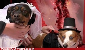 Doggie wedding video