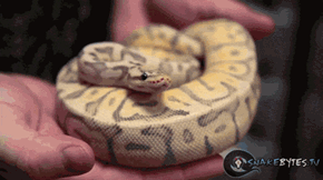 Snakey Yawn