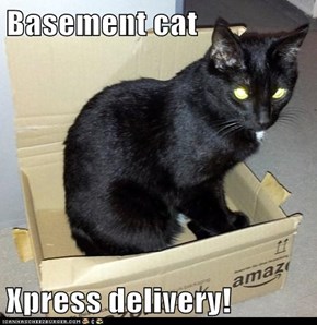 Basement cat  Xpress delivery!