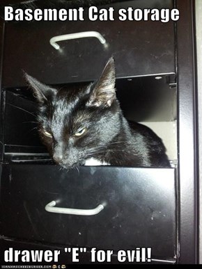 Basement Cat storage  drawer "E" for evil!