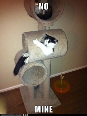Possessive Cat is Possessive