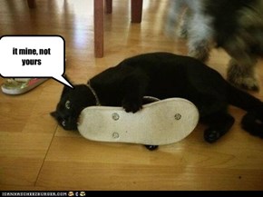 the cat like shoes?