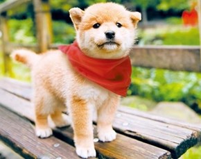 Cyoot Puppy ob teh Day: Charming Shiba 