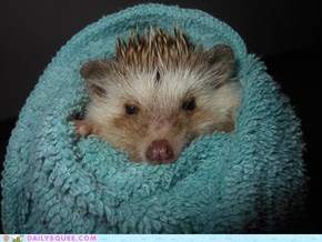Pickles the Hedgehog