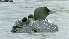 Loon Pontoon