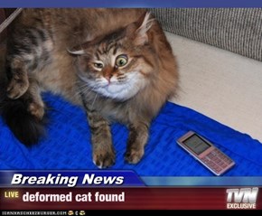 Breaking News - deformed cat found
