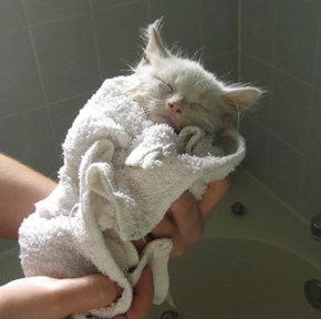 Cyoot Kitteh of teh Day: Bathtime Bliss