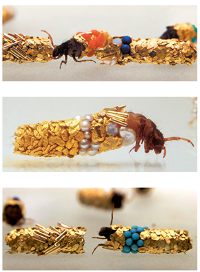 French Artist Goes for the Gold With Some Caddisfly Larval Cases