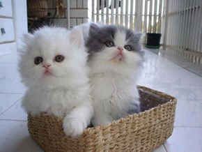 Cyoot Kitteh of teh Day: We Both Fits, We Both Sits