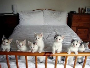 Cyoot Kitteh of teh Day: Bedtime is for Boring Kitties!