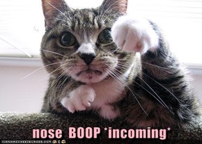 nose  BOOP *incoming*