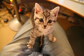 Cyoot Kitteh of teh Day: Alert and Attentive!