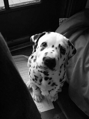 Cyoot Puppy ob teh Day: Black, White, Spotted, and Cute! 