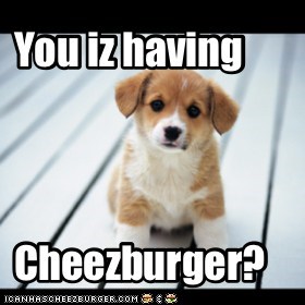 You iz having cheezburger?