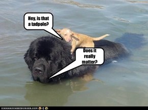 If you need a newfie dog to help you get home, tadpoles don't meanmuch
