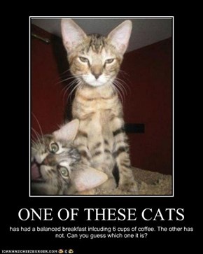 ONE OF THESE CATS
