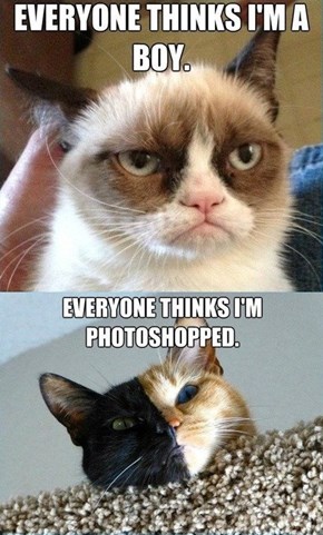 Internet Cat Problems