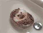 Floatin' Hog