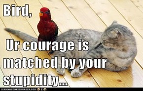 Bird,    Ur courage is matched by your stupidity...