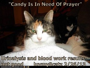 "Candy Is In Need Of Prayer"  Urinalysis and blood work results-not good       luvmy8catz 2/26/13