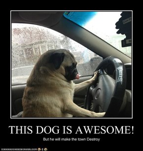 THIS DOG IS AWESOME!