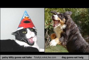 patry kitty gunna eat kake Totally Looks Like dog gunna eat twig