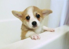 Cyoot Puppy ob teh Day: Corgi Bath Time 
