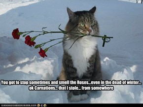 Stop and Smell the Carnations