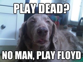 Stoned Dog LOVES Dark Side of the Moon